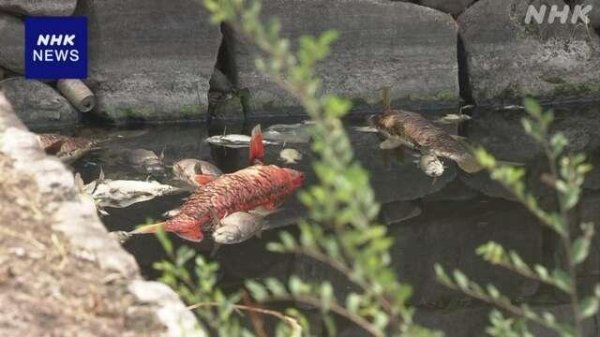 恒信策略 日本大阪城公园护城河现大量死鱼并散发异臭 原因暂不明